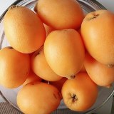 伍隍枇杷