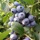 长白山蓝莓