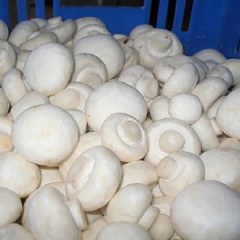 武宣双孢蘑菇
