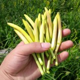 滴道黄花菜