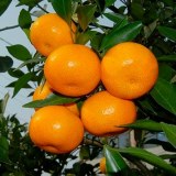 无核早熟柑橘