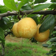 里高青花梨