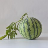 山上李西瓜