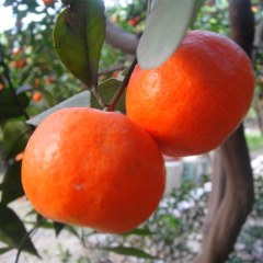 自贡红橘