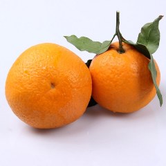 陇川橘子