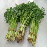 六合水芹