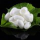 盐边桑蚕茧