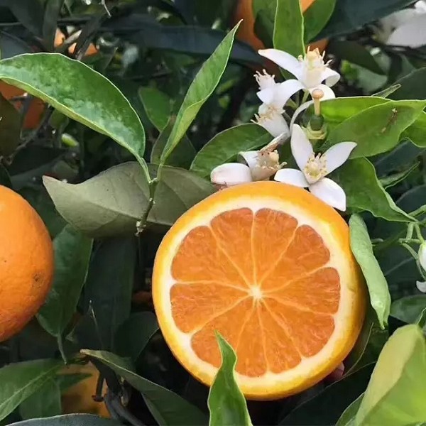 钟山贡柑
