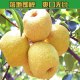 汾西梨