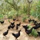 开平黑凤鸡