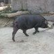 南陵圩猪