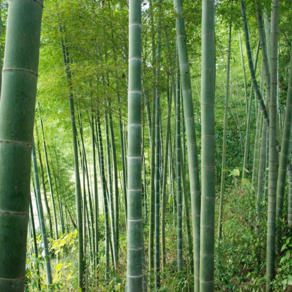 桃花楠竹