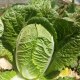 丰都轿子山白菜
