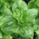 丰都轿子山白菜