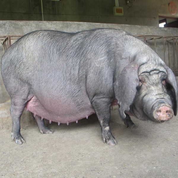 中梅山猪图片