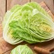 唐王大白菜
