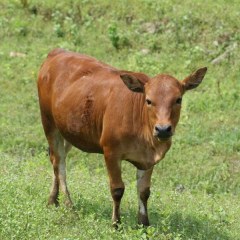 和顺肉牛