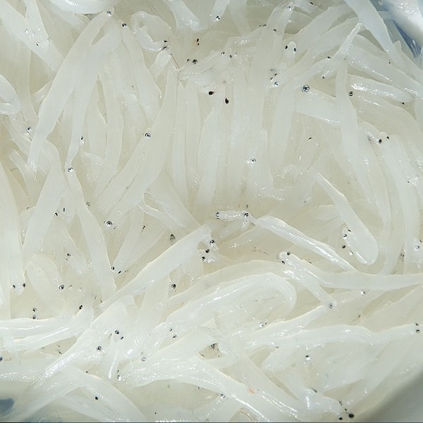 马鬐山银鱼
