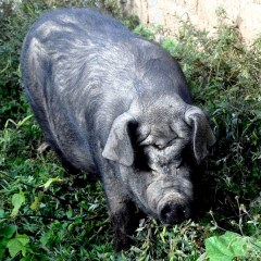 玉山黑猪