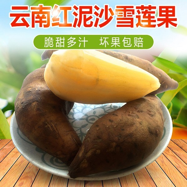 红泥沙天山雪莲果