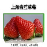 白鹤草莓
