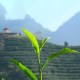 南丹六龙茶