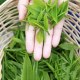 南丹六龙茶