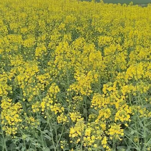 荆门油菜