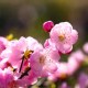 桑墟榆叶梅