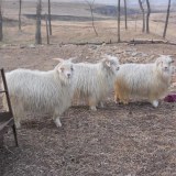 柴达木绒山羊