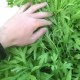 阳新湖蒿