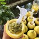 鲁容百香果