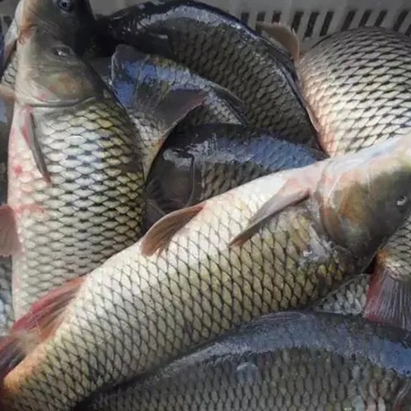 哈素海鲤鱼