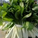 兴义白杆青菜
