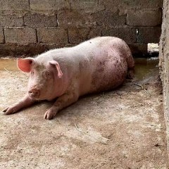 德江复兴猪