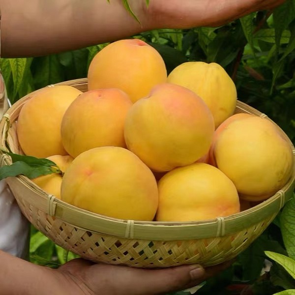 泗阳鲜桃