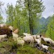 沿河白山羊