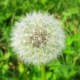 鸡西蒲公英