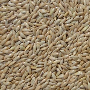 加纳利子品牌榜