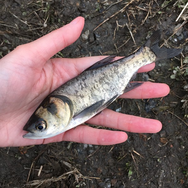 连环湖麻鲢鱼