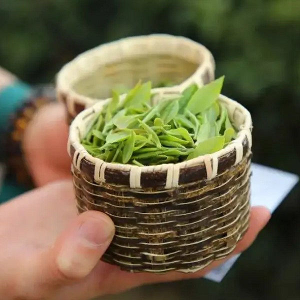 马牛山茶