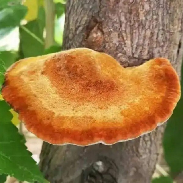 夏津桑黄