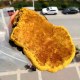 夏津桑黄