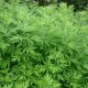 汝阳甪里艾
