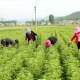 汝阳甪里艾