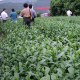 高埔茶