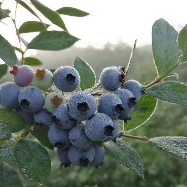 马贵蓝莓