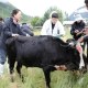 阿沛甲咂牛