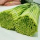 射阳蒜苔