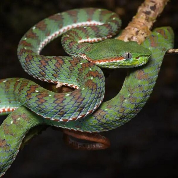 湖南常见蛇 种类图片